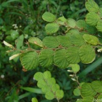 Phyllodium pulchellum (L.) Desv.